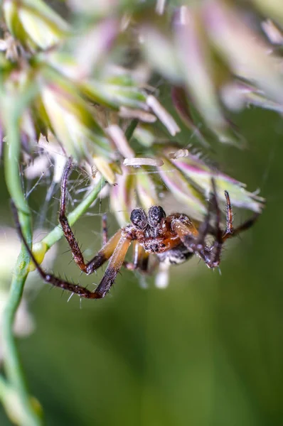 small spider on blade of grass on the summer meadow