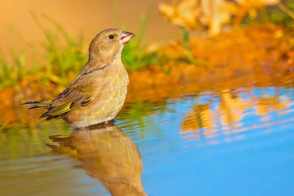 Pássaro Bonito Natureza Animais Vida Selvagem — Fotografia de Stock