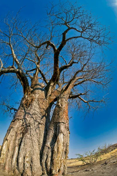 Дерево Баобаб Национальный Парк Чобе Ботсвана — стоковое фото