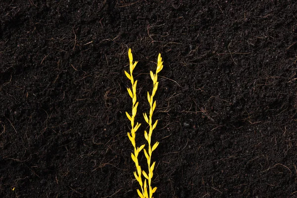 Paddy Gold Rice Seedlings Growing Black Land Plan — 스톡 사진
