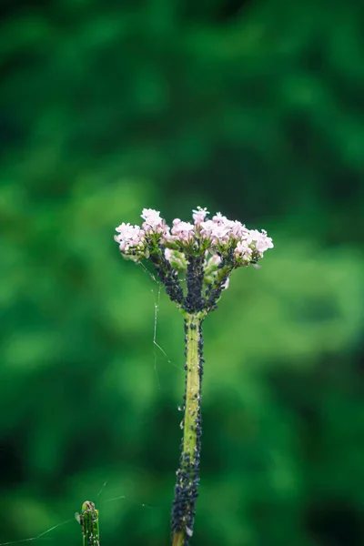 Blattläuse Auf Einer Blume Die Satiren Greifen Die Pflanze Blick — Stockfoto