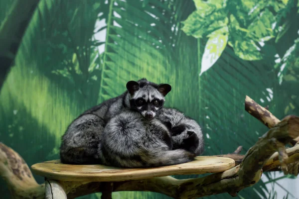 Beautiful Lemur Family Photographed Close Zoo — Stock Photo, Image