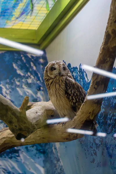 Owl Branch Glare Lamps Pet — Stock Photo, Image