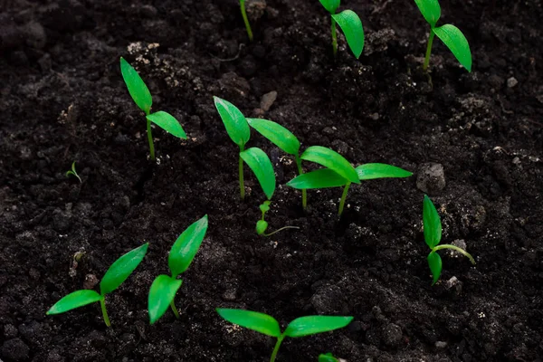 Primer Plano Las Plántulas Verdes Tomates Que Crecen Fuera Del —  Fotos de Stock