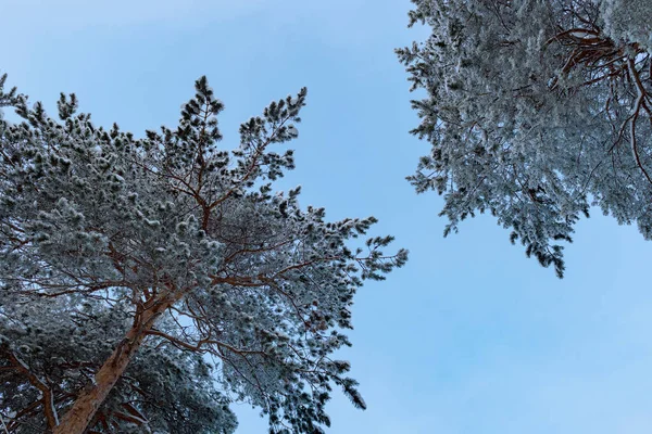 Венцы Высокие Сосны Против Вечернего Зимнего Неба — стоковое фото