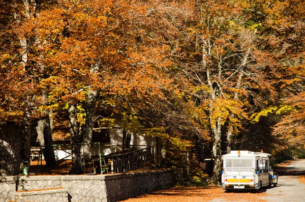 Cores Outono Folhagem Trem Turístico Estacionado Sombra Árvores Coloridas Uma — Fotografia de Stock