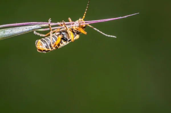 Pequeño Escarabajo Verde Jardín Temporada Naturaleza —  Fotos de Stock
