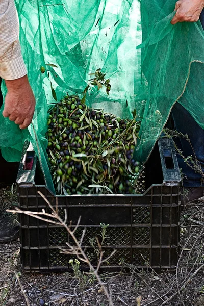 Olives Tombant Dans Tiroir Une Couverture — Photo