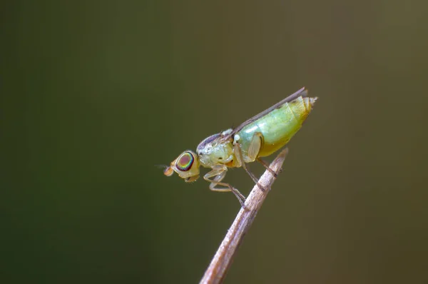 Very Small Fly Grass — Stock Photo, Image