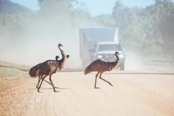 Emus Przemierzający Drogę Australii — Zdjęcie stockowe