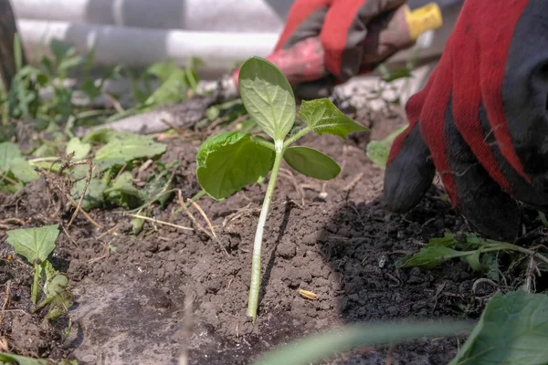 黄瓜幼苗种植在花园里的床上 — 图库照片