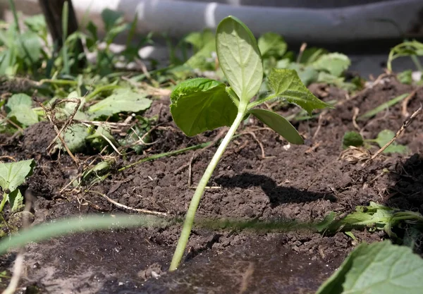 Una Plántula Pepino Planta Una Cama Jardín —  Fotos de Stock