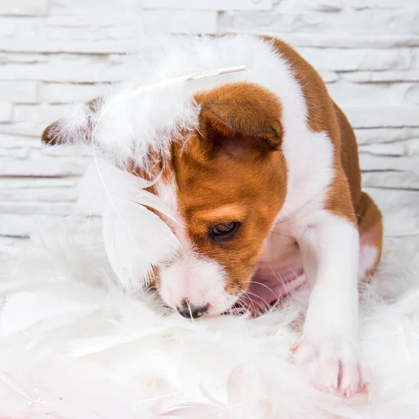 Cão Cachorro Basenji Vermelho Engraçado Está Sentado Penas Brancas — Fotografia de Stock