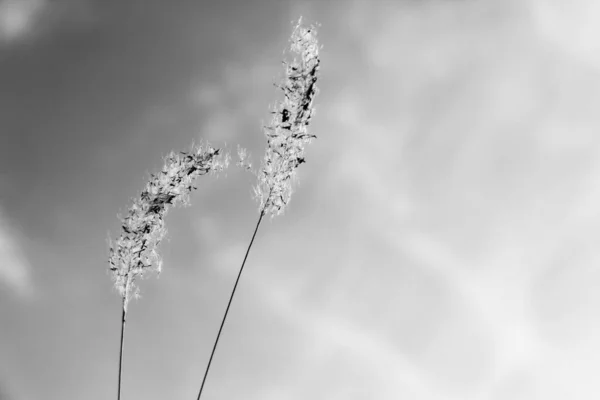 Black White Two Grass Fountain Sky Background — Stock Photo, Image