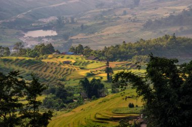 Terraced rice fields in Y ty, Sapa, Laocai, Vietnam prepare the harvest