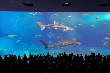 Silhouettes of people with whale shark 
