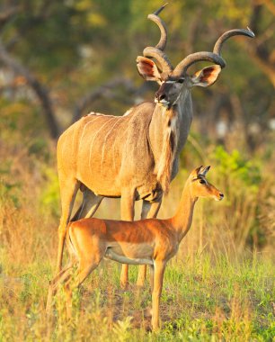 Kenya Ulusal Parkı 'nda antilop ve bebek