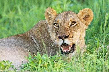 Vahşi doğadaki aslan. Panthera leo. Gündüz görünümü