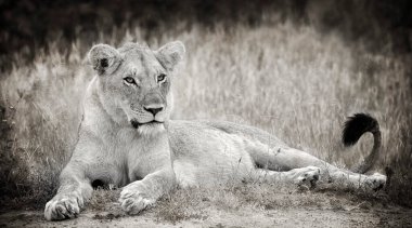 Vahşi doğadaki aslan. Panthera leo. Gündüz görünümü