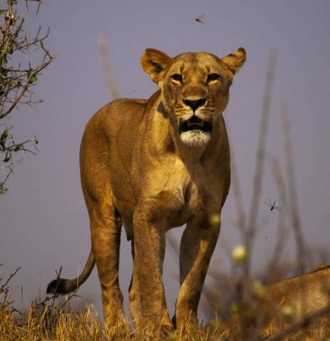 Vahşi doğadaki aslan. Panthera leo. Gündüz görünümü