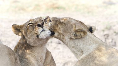 Vahşi doğadaki aslan. Panthera leo. Gündüz görünümü