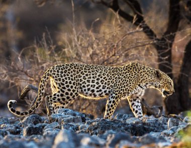 Leopar vahşi doğada, gündüz görüşü
