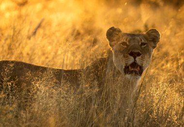 Vahşi doğadaki aslan. Panthera leo. Gündüz görünümü