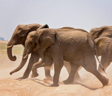 Filler vahşi doğada, gündüz görüşü