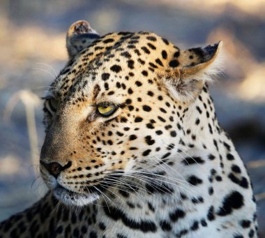 Leopar vahşi doğada, gündüz görüşü