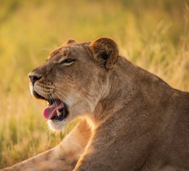 Vahşi doğadaki aslan. Panthera leo. Gündüz görünümü