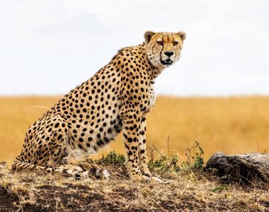 Leopar vahşi doğada, gündüz görüşü