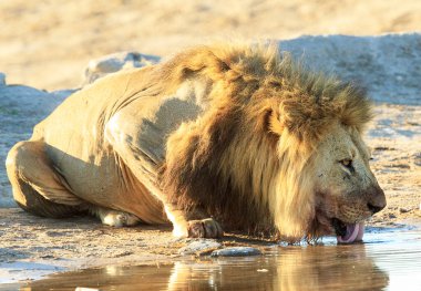 Vahşi doğadaki aslan. Panthera leo. Gündüz görünümü