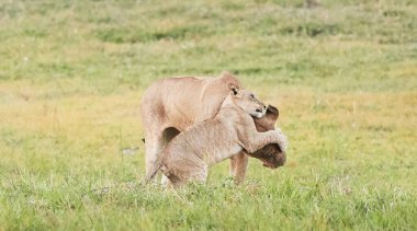Vahşi doğadaki aslan. Panthera leo. Gündüz görünümü