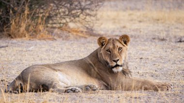 Vahşi doğadaki aslan. Panthera leo. Gündüz görünümü