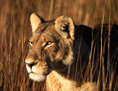 Vahşi doğadaki aslan. Panthera leo. Gündüz görünümü