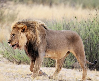 Vahşi yaşamın güzel görkemli aslanı