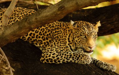 Leopar vahşi doğada, gündüz görüşü