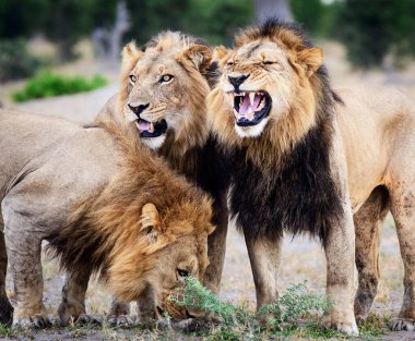 Vahşi doğadaki aslan. Panthera leo. Gündüz görünümü