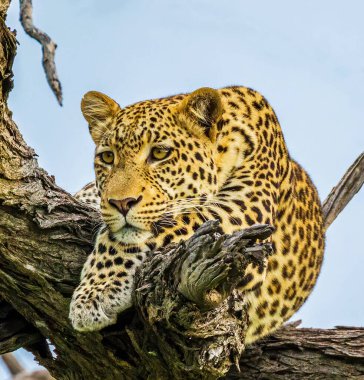 Leopar vahşi doğada, gündüz görüşü