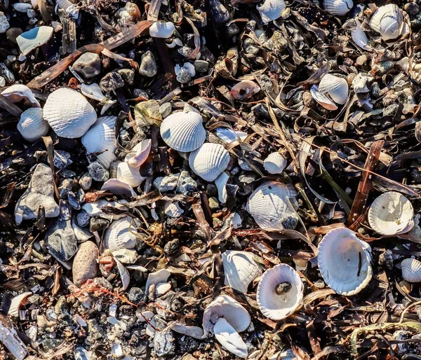 Detailed close up view at shells on a sandy beach