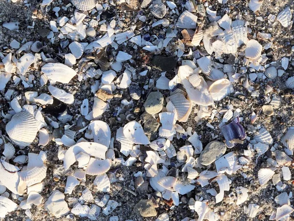 Detailed close up view at shells on a sandy beach