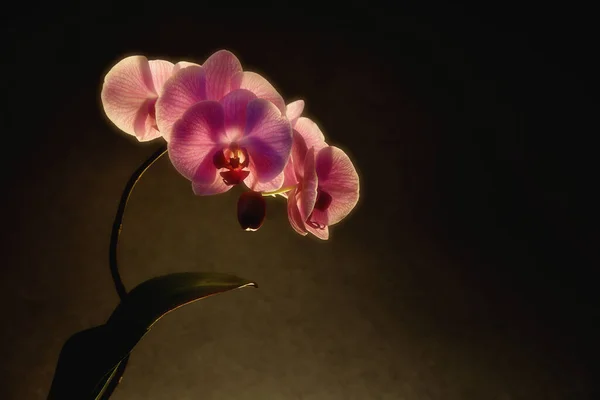 Belas Flores Orquídea Violeta Florescendo Estúdio Tiro — Fotografia de Stock