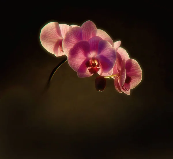 Kwitnące Fioletowe Kwiaty Storczyka Fioletowe Płatki — Zdjęcie stockowe