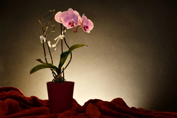 Flores Violeta Florescendo Bonitas Orchid Potenciômetro Tiro Estúdio — Fotografia de Stock