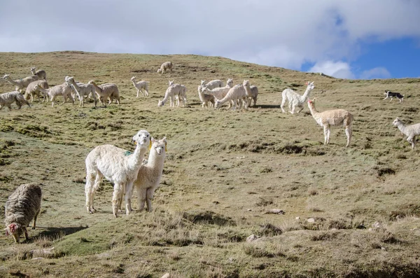 Λάμας Και Πρόβατα Άποψη Φόντου — Φωτογραφία Αρχείου