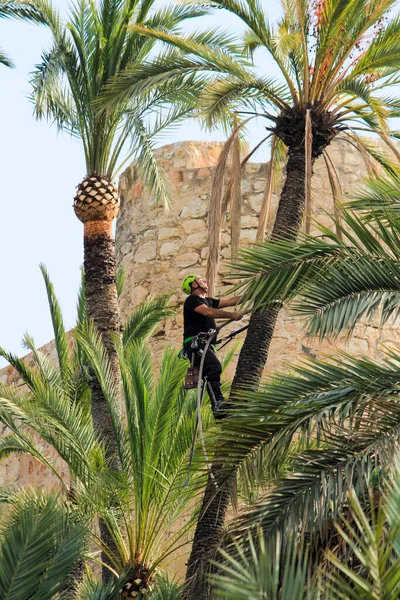 Man Climbing Doing Pruning Works Palm Tree Elche — Foto de Stock
