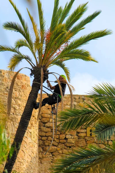 Man Climbing Doing Pruning Works Palm Tree Elche — Stockfoto