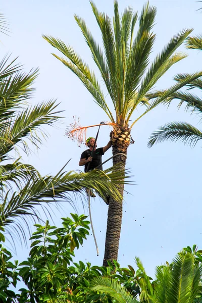 Man Climbing Doing Pruning Works Palm Tree Elche — Photo