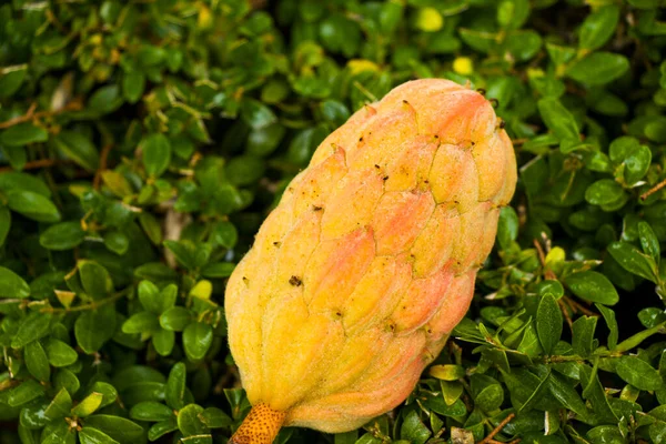 Fruit Evergreen Magnolia Magnolia Grandiflora — Stock Photo, Image