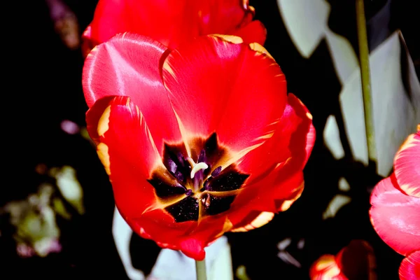 Tulipes Dans Lit Fleurs Vue Rapprochée — Photo